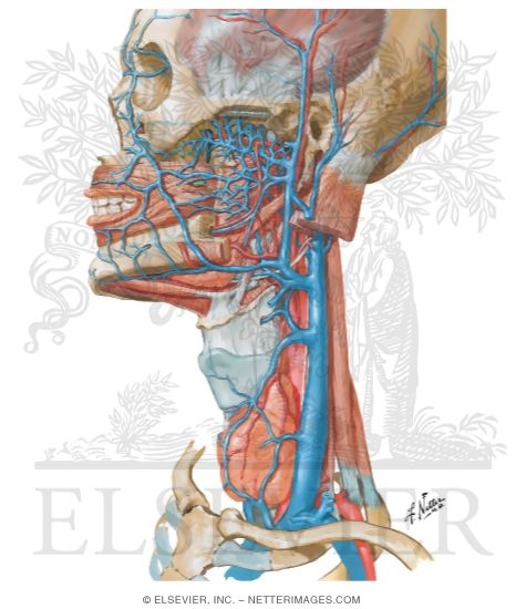 Veins of Oral and Pharyngeal Regions
Venous Drainage of the Mouth and Pharynx