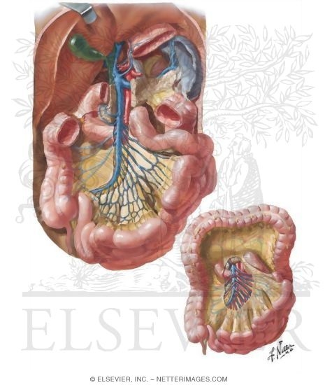 Veins of Small Intestine
Venous Drainage of Small and Large Intestine