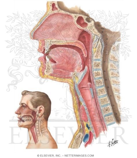 Sagittal Section of the Pharynx