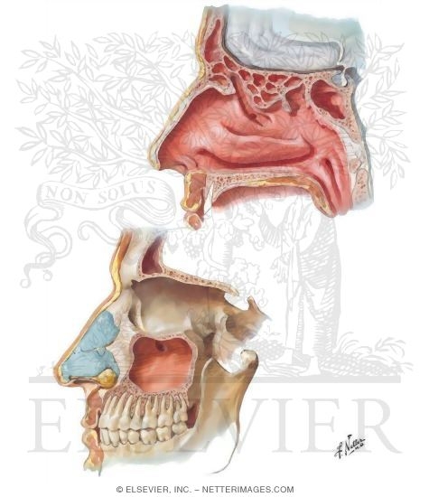Paranasal Sinuses