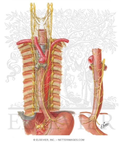 Innervation of Esophagus