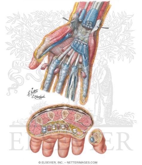 Spaces, Bursae, and Tendon and Lumbrical Sheaths of Hand
Bursae, Spaces and Tendon Sheaths of Hand