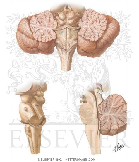 Fourth Ventricle and Medulla Oblongata