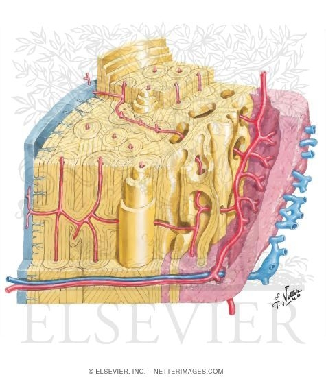 Microscopic Structure of Mature Long Bone
Basic Science of Bones