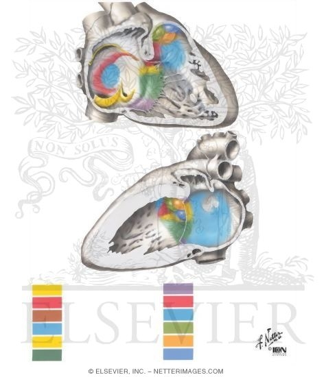 Watermarked preview of unlabeled image: Formation of the Cardiac Septa