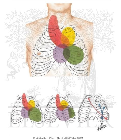 Areas of Cardiac Auscultation 