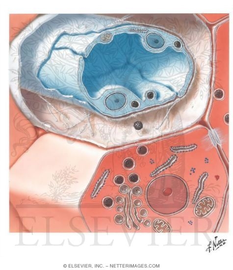 Histology of the Normal Parathyroid Glands