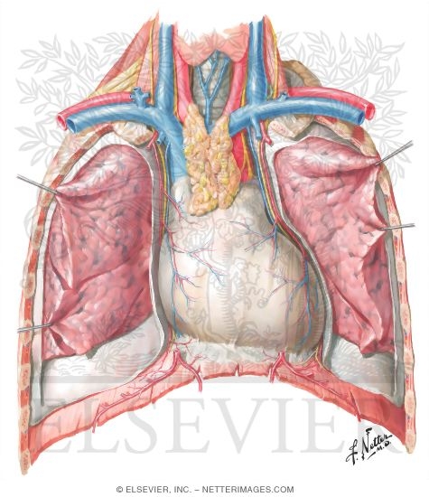 Thoracic Cage Heart In Situ