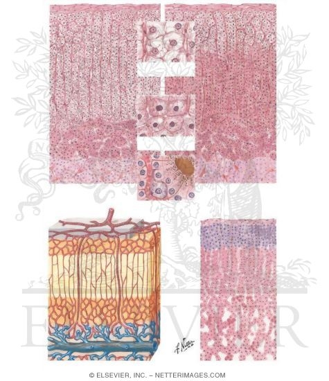 Histology of the Adrenal Glands
