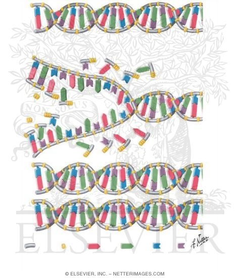 DNA Replication