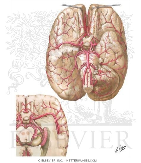 Arteries at the Base of the Brain