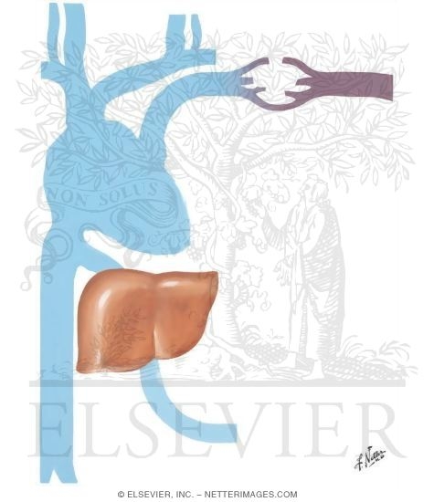 Watermarked preview of unlabeled image: Valvular Stenosis and Insufficiency
Tricuspid Stenosis and/or Insufficinecy