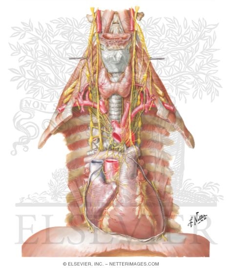 Nerves of Heart