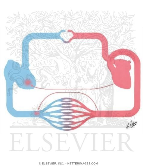 Watermarked preview of unlabeled image: Peripheral Congestion or Edema of Cardiac Origin