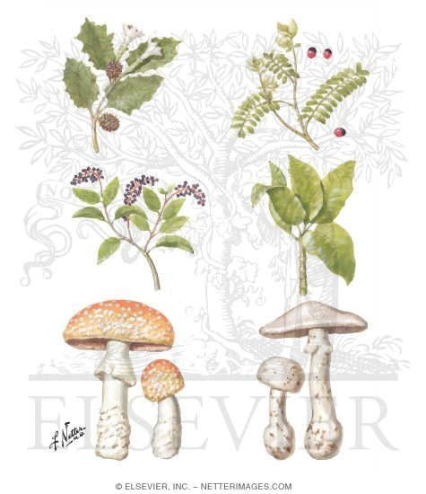 Watermarked preview of unlabeled image: Some Common Poisonous Plants