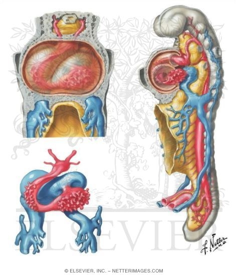 Watermarked preview of unlabeled image: Bending of the Heart Tube