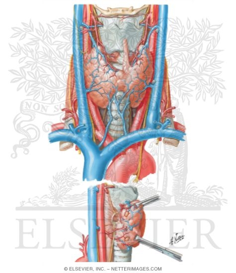 Anatomy of the Thyroid and Parathyroid Glands