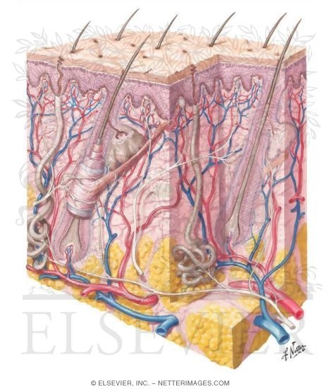 Cross Section of Skin