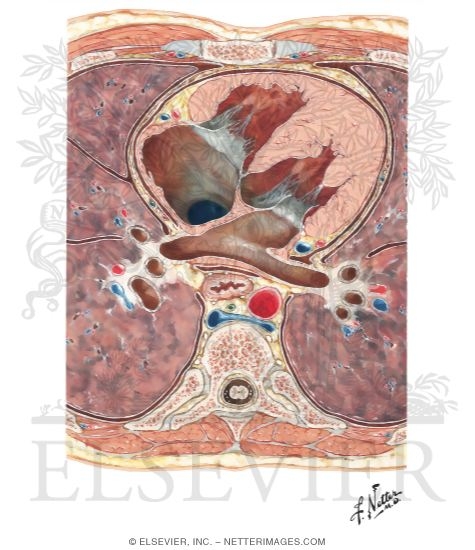 Transverse Section Through Heart and Thorax