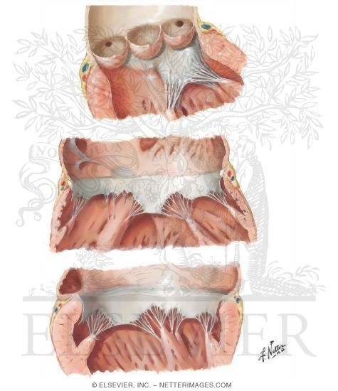 Valves and Fibrous Skeleton of Heart
Valves of Heart