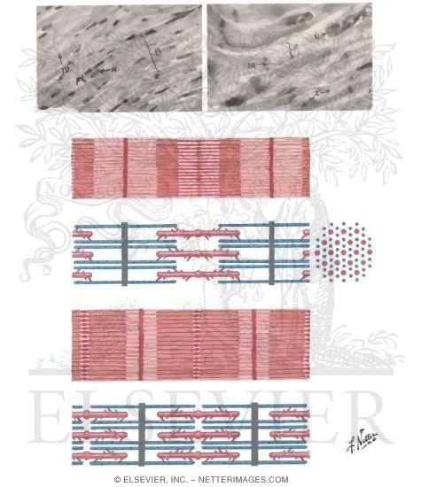 Histology of the Myocardium I