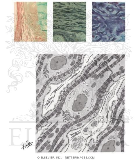 Watermarked preview of unlabeled image: Anatomy of the Specialized Conduction System