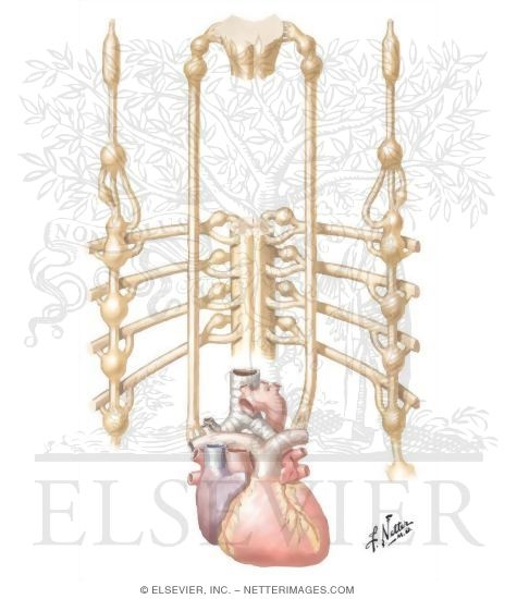Watermarked preview of unlabeled image: Innervation of Heart: Schema