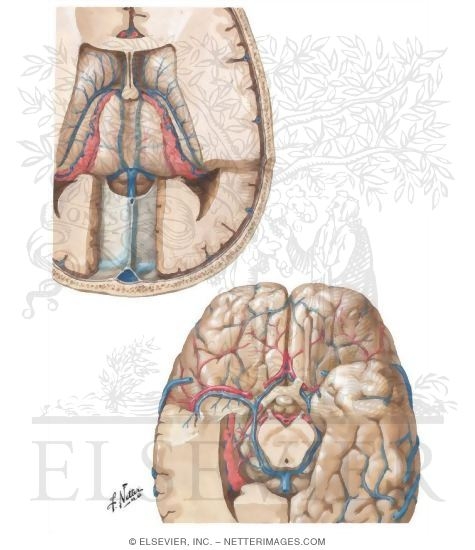 Deep Veins of Brain