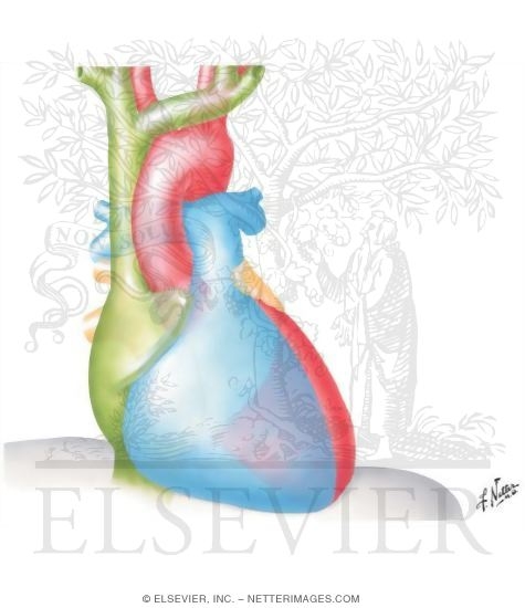 Radiology and Angiocardiography