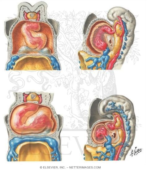Watermarked preview of unlabeled image: Chambers of the Heart Tube
