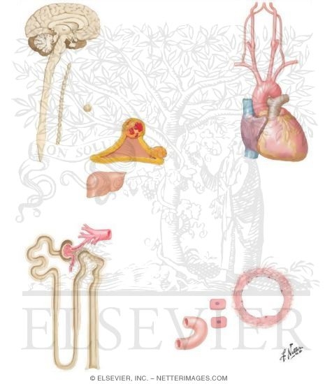 Watermarked preview of unlabeled image: Interdependent and Interacting Factors In Blood-Pressure Regulation