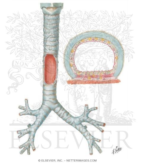 Structure of the Trachea and Major Bronchi