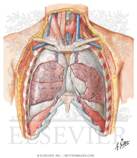 Anterior Relations of the Heart