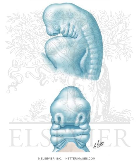 Watermarked preview of unlabeled image: Embryo at 5 to 6 Weeks