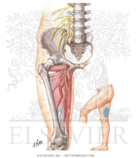 Obturator Nerve