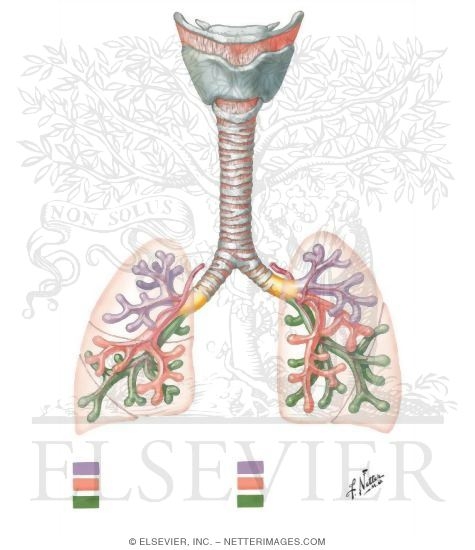 The Airway at 7 to 10 Weeks