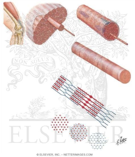 Organization of Skeletal Muscle