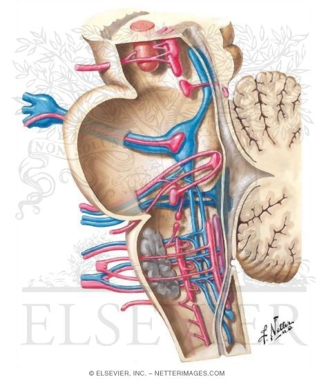 NERVES AND NUCLEI IN LATERAL DISSECTION