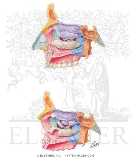 Lateral Wall of Nasal Cavity