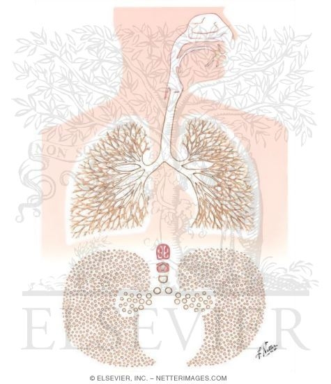 Watermarked preview of unlabeled image: Distribution of Airway Resistance
