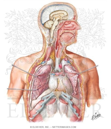 The Respiratory System