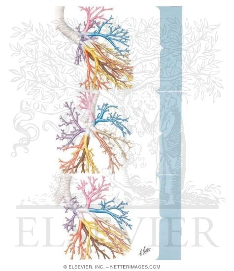 Watermarked preview of unlabeled image: Left Bronchial Tree as Revealed by Bronchograms