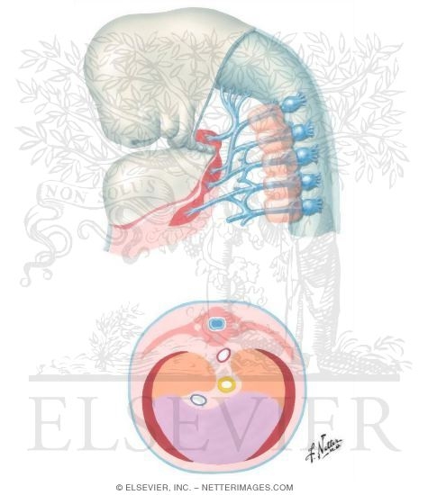 Development of the Diaphragm