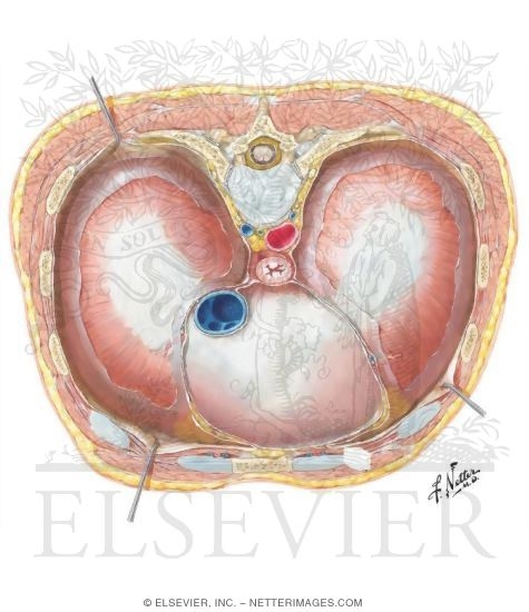 Diaphragm: Thoracic Surface