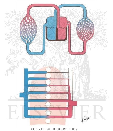 Vascular Pressure in Systemic and Pulmonary Circulations (mmHg) - Distribution of Pulmonary Blood Flow