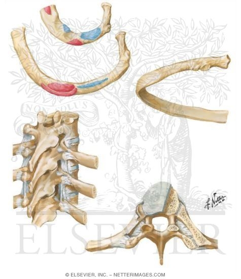 Rib Characteristics and Costovertebral Articulations
Ribs and Sternocostal Joints
Costovertebral Joints