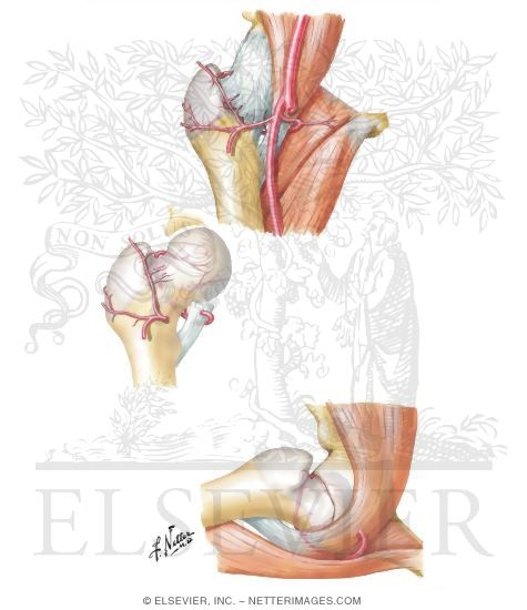 Blood Supply to Femoral Head in Infancy