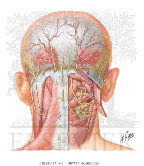 Suboccipital Triangle
