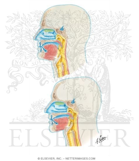 Development of the Upper Respiratory System: Adult