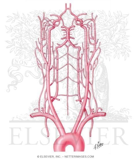 Schema of Blood Supply to Brain
Arteries to Brain: Schema